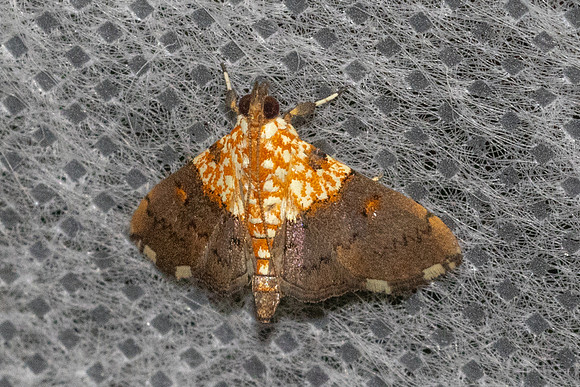 Agrotera basinotata-5353