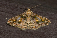 Alcis variegata-5914 - Doi Inthanon - 24/02/26