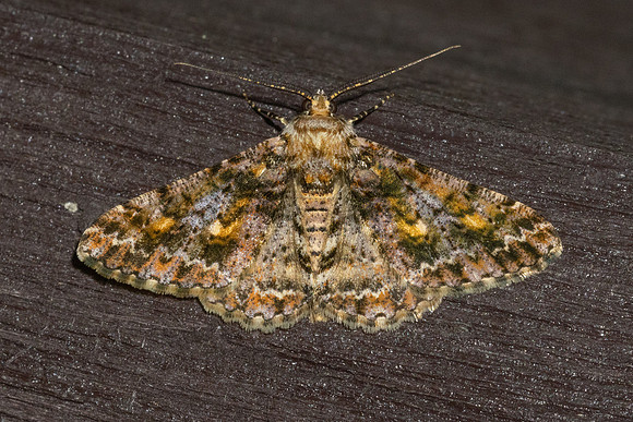 Alcis variegata-5914 - Doi Inthanon - 24/02/26