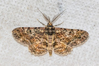 Alcis variegata-5904 - Doi Inthanon - 24/02/26