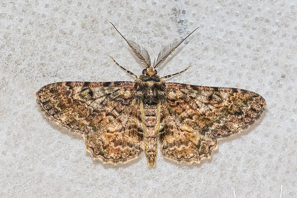 Alcis variegata-5904 - Doi Inthanon - 24/02/26