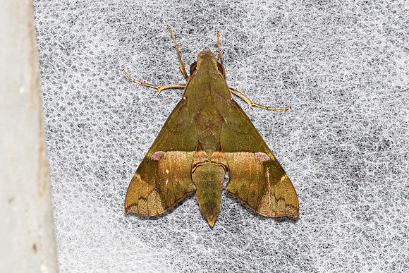Angonyx testacea-6321