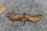 Euteliidae