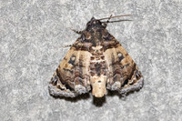 Aplotelia diapera-4618