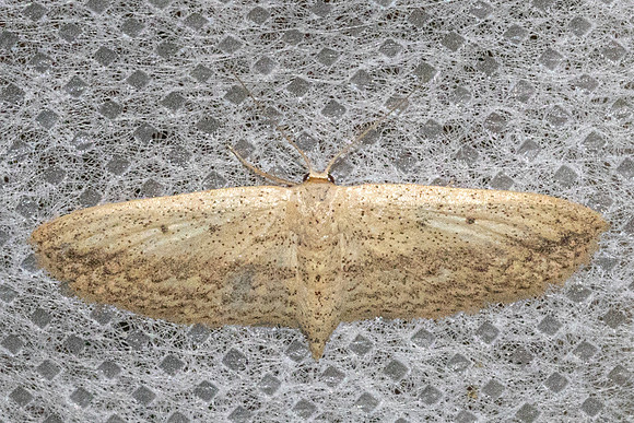 Araeopteron sp-92