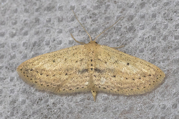 Araeopteron sp-4527
