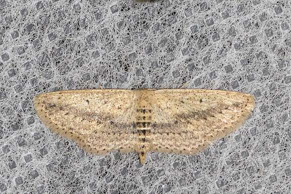 Araeopteron sp-5315