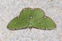 Argyrocosma inductaria-4490- Doi Inthanon - 21/02/26
