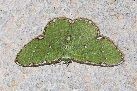 Argyrocosma inductaria-4490- Doi Inthanon - 21/02/26
