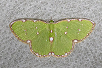 Argyrocosma inductaria-4471- Doi Inthanon - 21/02/26