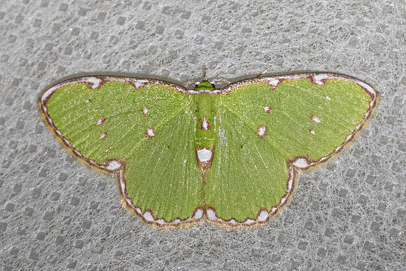 Argyrocosma inductaria-4471- Doi Inthanon - 21/02/26