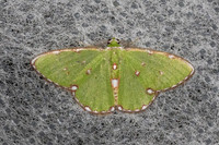 Argyrocosma inductaria-5859- Doi Inthanon - 24/02/26