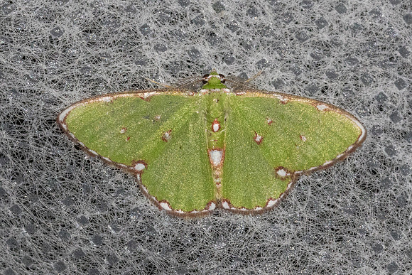 Argyrocosma inductaria-5859- Doi Inthanon - 24/02/26