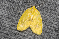 Ariolica lineolata-6318