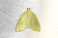 Ariolica lineolata-4885