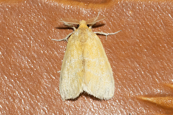Artaxa-4874