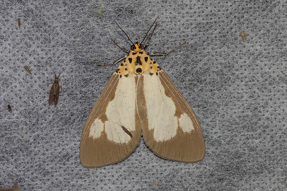 Asota plana-4514 - Doi Inthanon 1026m - 21/02/26