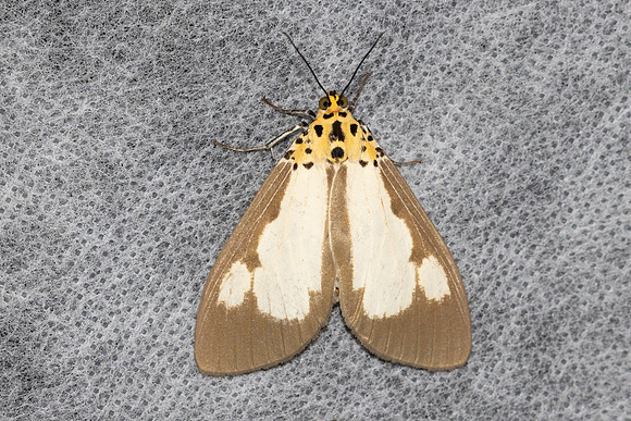 Asota plana-4530 - Doi Inthanon 1026m - 21/02/26