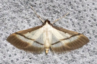 Bradina diagonalis-5832
