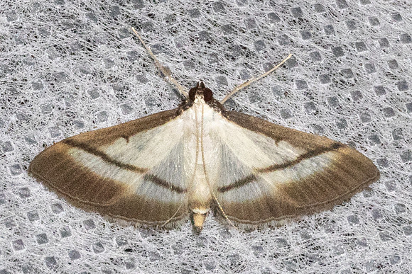 Bradina diagonalis-5832