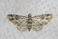 Calluga costalis-5412 - Doi Inthanon - 23/02/26