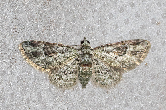 Calluga costalis-5412 - Doi Inthanon - 23/02/26