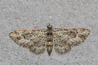 Calluga costalis-69