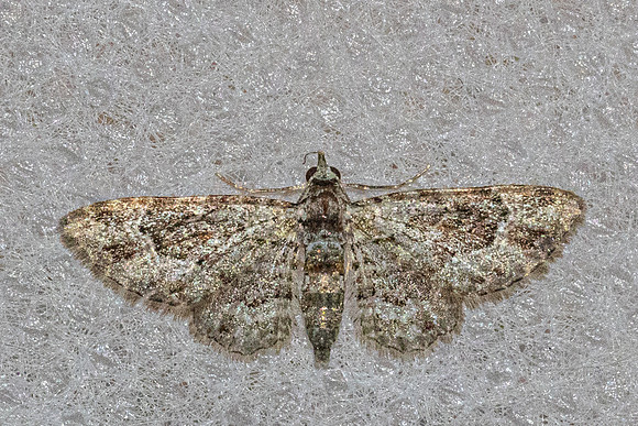 Calluga costalis-69