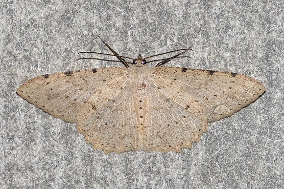 Catoria sublavaria-5448 - Doi Inthanon - 23/02/26