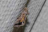 Chrysodeixis eriosoma-5398