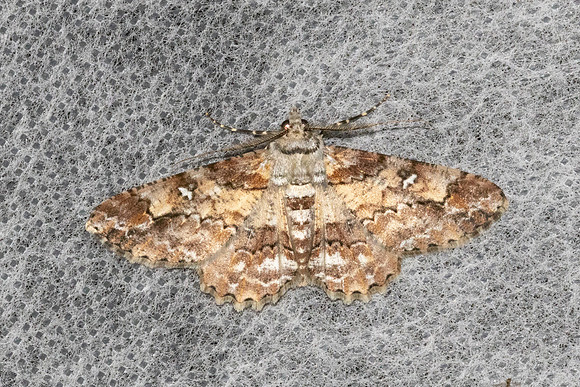 Cleora alienaria-6346- Doi Inthanon - 25/02/26