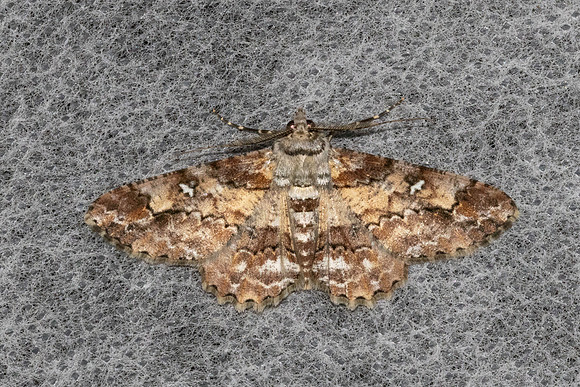 Cleora alienaria-6343- Doi Inthanon - 25/02/26
