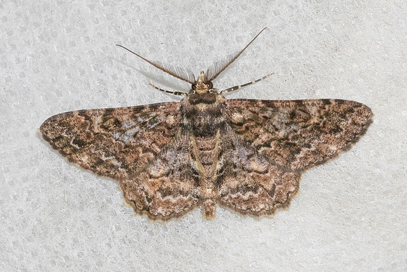 Cleora alienaria-5850 - Doi Inthanon - 24/02/26