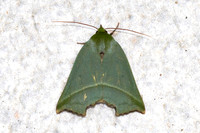 Clethrophora-5069