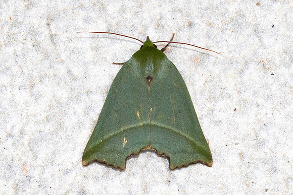 Clethrophora-5069