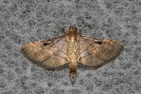 Cnaphalocrocis sp id--4510
