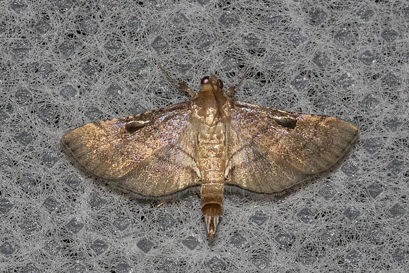 Cnaphalocrocis sp id--4510