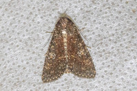Condica illecta-71