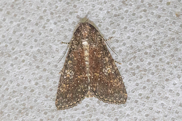 Condica illecta-71