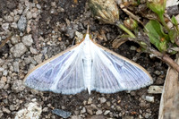 Cydalima laticostalis-5290 - Doi Inthanon - 23/02/26