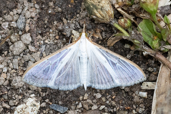 Cydalima laticostalis-5290 - Doi Inthanon - 23/02/26