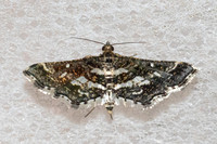 Diasemiopsis ramburialis-6301 - Doi Inthanon - 25/02/26
