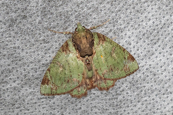 Dindica-5879 - Doi Inthanon - 23/02/26