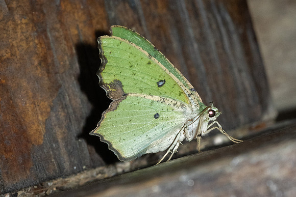Dooabia puncticostata-5359 - Doi Inthanon - 23/02/26