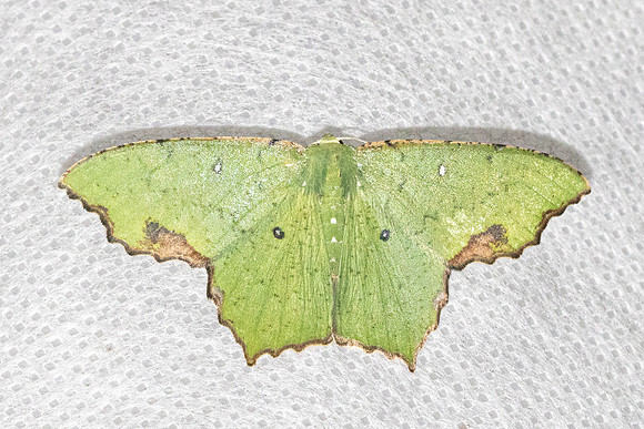 Dooabia puncticostata-5376 - Doi Inthanon - 23/02/26