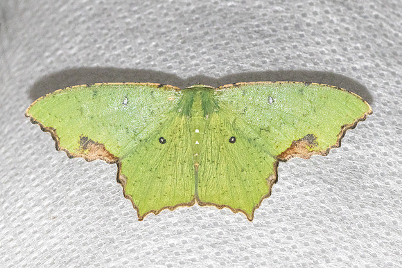Dooabia puncticostata-5368 - Doi Inthanon - 23/02/26