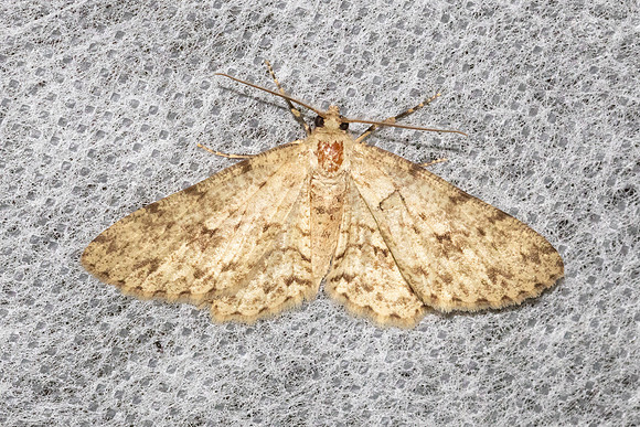 Ectropis bhurmitra-4905 - Doi Inthanon - 22/02/26