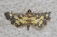 Eurrhyparodes bracteolalis-5408 - Doi Inthanon - 23/02/26