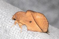 Euthrix isocyma-4896