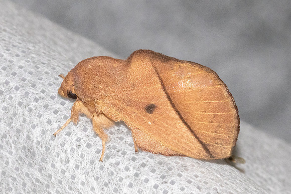 Euthrix isocyma-4896